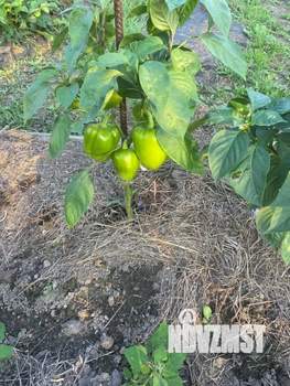 Дом 20м², 1-этажный, участок 9 сот.