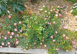 Дом 30м², 1-этажный, участок 8 сот.