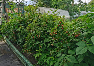 Дом 30м², 1-этажный, участок 7 сот.