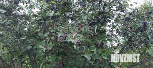 Дом 30м², 1-этажный, участок 13 сот.