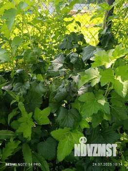 Дом 36м², 1-этажный, участок 6 сот.