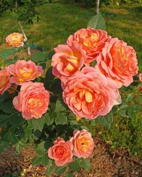 Дом 30м&sup2;, 1-этажный, участок 8 сот.  