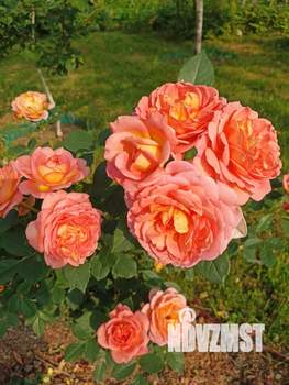 Дом 30м², 1-этажный, участок 8 сот.  