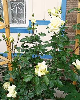 Дом 30м&sup2;, 1-этажный, участок 8 сот.  