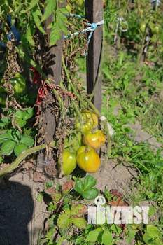 Дом 48м&sup2;, 1-этажный, участок 4 сот.  