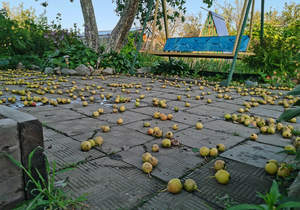 Дом 30м&sup2;, 1-этажный, участок 7 сот.  