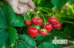 Дом 20м&sup2;, 1-этажный, участок 9 сот.  