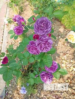 Дом 30м&sup2;, 1-этажный, участок 8 сот.  