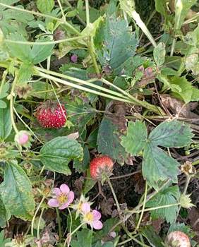 Дом 32м², 2-этажный, участок 6 сот.  