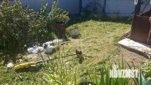 Дача 16м², 1-этажный, участок 8 сот.  