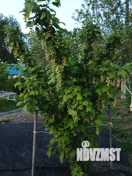 Дом 30м&sup2;, 1-этажный, участок 8 сот.  