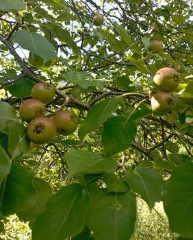 Дом 32м², 2-этажный, участок 6 сот.  