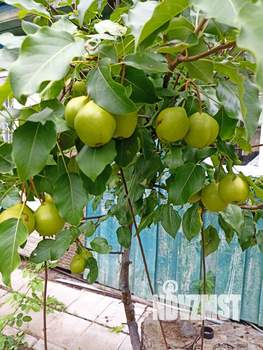 Дом 30м², 1-этажный, участок 8 сот.  