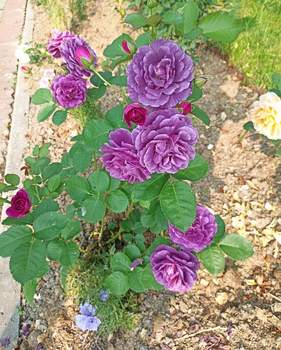 Дом 30м&sup2;, 1-этажный, участок 8 сот.  