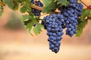 Дом 20м&sup2;, 1-этажный, участок 9 сот.  