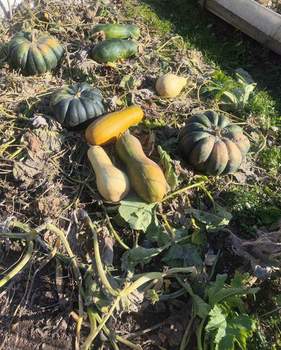 Дом 20м&sup2;, 1-этажный, участок 20 сот.  