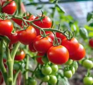 Дом 20м&sup2;, 1-этажный, участок 9 сот.  